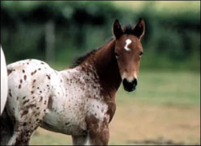 Même question avec ce poulain :