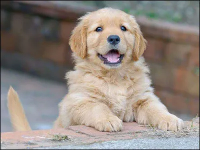 À quelle race appartient ce chiot ?