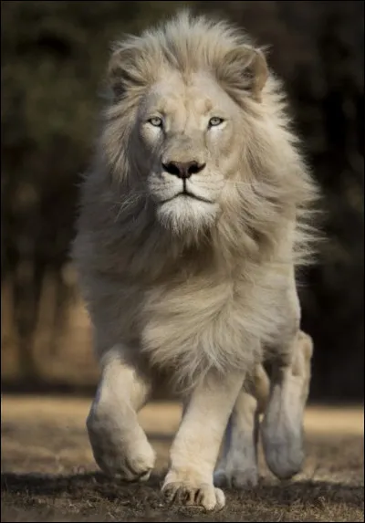 Qu'est-ce que c'est ?