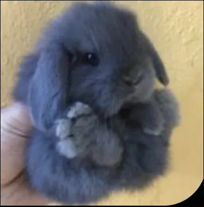 Qu'est-ce que c'est ?