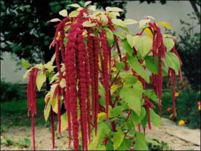 Botanique : quelle plante ornementale est aussi appel&eacute;e queue-de-renard en raison de sa floraison en &eacute;pis retombants de fleurs rouges ?