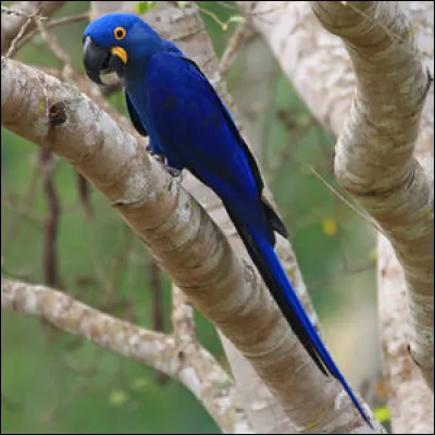 Animaux : quel ara qui est le plus grand de tous les perroquets vit dans les for&ecirc;ts d'Am&eacute;rique du Sud principalement au Br&eacute;sil, en Bolivie et au Paraguay ?