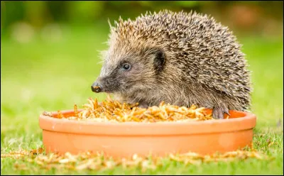 Quel sera son déterminant ?