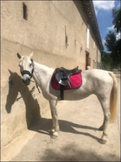 Quel est l'intrus dans les parties de la selle ?