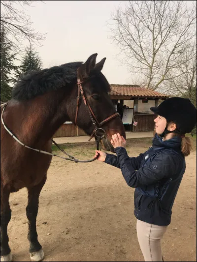 Doit-on mettre le filet avant de seller ou après avoir sellé ?