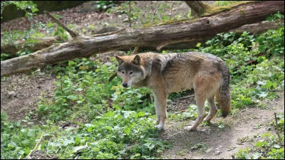 La commune de Loup Pendu existe-t-elle ?