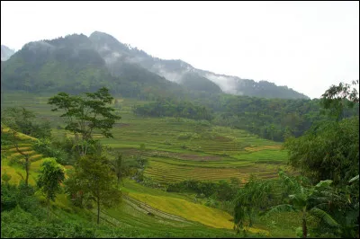 Cette île du nord de l'Indonésie est située à 300 kilomètres à l'est de Bornéo ; avec 189 035 km², c'est la quatrième plus grande île du pays. Son relief accidenté est principalement recouvert de forêt tropicale.