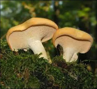 Le pied-de-mouton est-il un champignon comestible ?