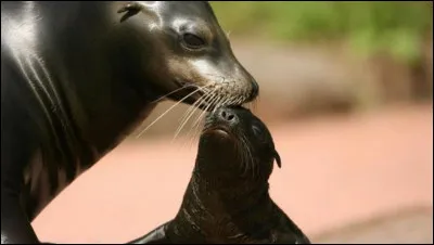 Comment appelle-t-on un bébé otarie ?