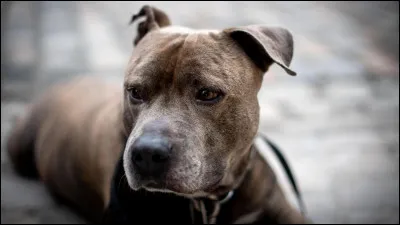 En basque, "chien" sécrit et se dit :