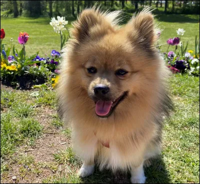 Je monte le niveau en vous demandant comment se dit "chien" en breton, ce à quoi vous me répondez :