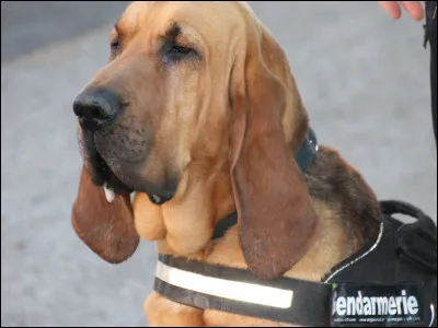 Le mot "chien" se dit, en chinois :