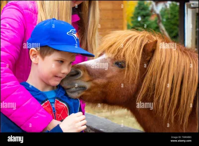 C'est quoi un poney ?