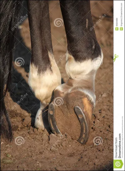 À quoi servent les fers d'un cheval ?
