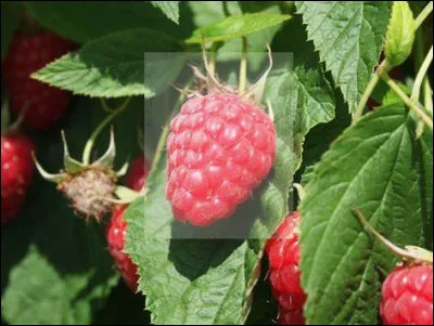 Quel est ce fruit rose, ovoïde, fragile, délicat à la saveur sucrée avec une pointe d'acidité ?