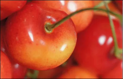 Quelle est cette variété de cerise rouge et jaune de gros calibre à chair ferme croquante et sucrée ?