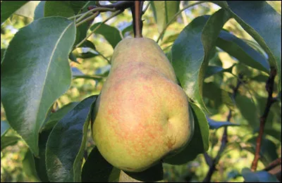 Quelle est cette variété de poire verte jaune et rouge, fruit juteux au goût aigre-doux ?