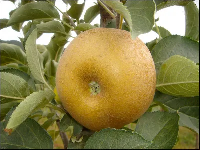 Quelle est cette variété de pomme grise originaire du Canada, gros fruit à chair tendre, acidulée et parfumée ?