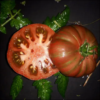 Quelle est cette variété récente de tomate rouge, jaune-brun et verte à chair ferme et juteuse avec beaucoup de gel et de graines ?