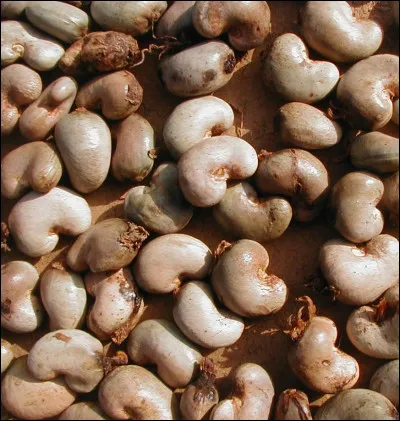 Quel est ce fruit brun dont la coque contient une amande comestible qui est torréfiée pour lui faire acquérir toutes ses qualités gustatives ?