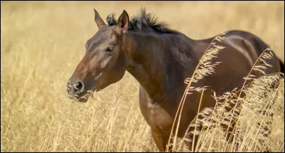 Cite un des aliments complets :