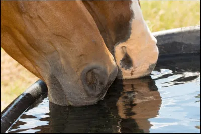 L'eau doit être toujours...