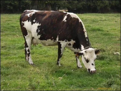 Les chevaux sont-ils des ruminants ?