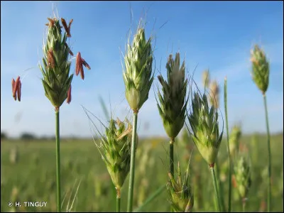 Le vulpin des prés est très dangereux pour les chiens. Pourquoi ?
