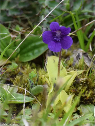 Quelle est la particularité de la grassette vulgaire ?