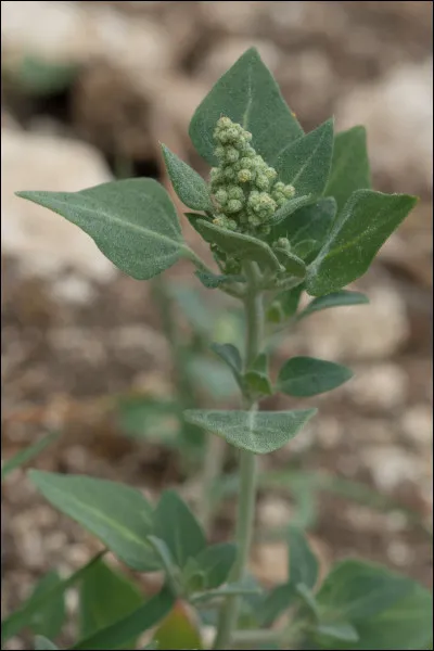 Quelle particularité a la plante appelée vulvaire ?