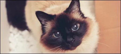 Quel est l'autre nom qu'on donne aux sacrés de Birmanie ?