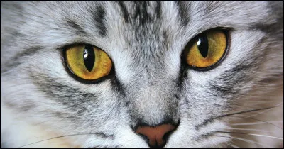 Quelle est généralement la couleur de leurs yeux ?