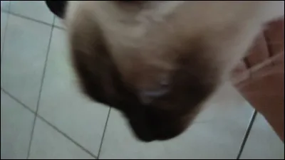 Combien d'années un sacré de Birmanie peut-il espérer vivre ?