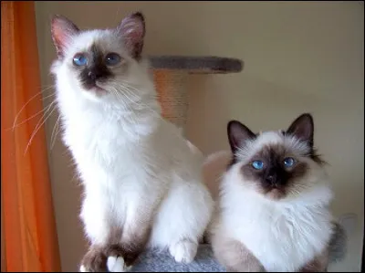 Combien de chatons peut avoir une chatte "sacré de Birmanie" ?