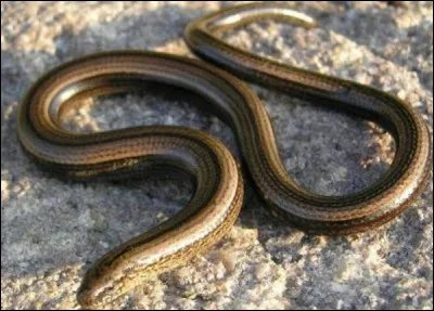 Sous quel autre nom connait-on l'orvet ?