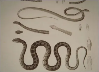 Quel est le nom de la branche de la zoologie ayant pour objet létude des serpents ?