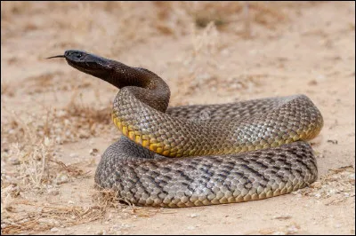 Quel est ce serpent qui est le plus venimeux du monde ?