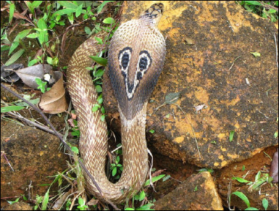 Que est l'autre nom du serpent à lunettes ?