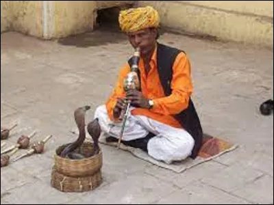 À quoi réagit un serpent qui semble envoûté par un charmeur de serpent ?