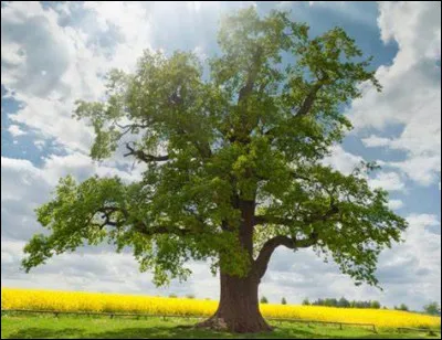 Le bois est form&eacute; par...