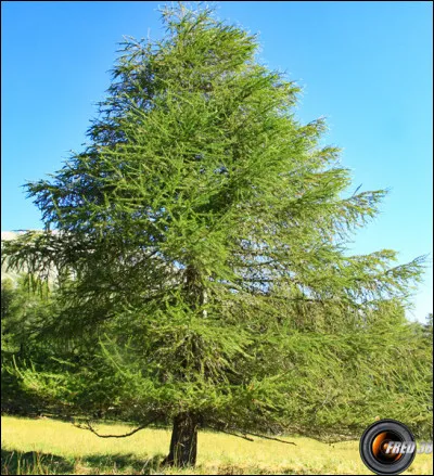Les m&eacute;l&egrave;zes perdent-ils leurs &eacute;pines en hiver ?
