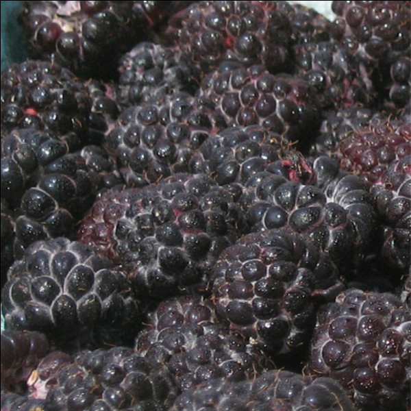 Quel est le nom de ces fruits noirs comestibles très prisés en Amérique du nord, une variété rustique à l'arôme fort ?