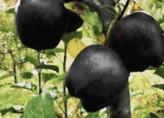 Quiz Les fruits noirs
