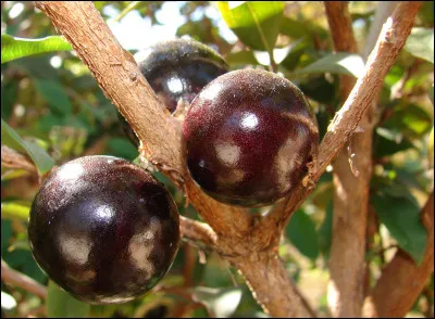 Quel est le nom de ce fruit noir-pourpre originaire du Brésil qui contient une pulpe blanche, sucrée et gélatineuse, il se consomme frais, en confitures, en jus, en vins ou en liqueurs ?