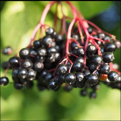 Quel est le nom de cette petite baie noire à chair molle qui forme des grappes, elle se consomme en principe toujours cuite en confiture ou en gelée ?