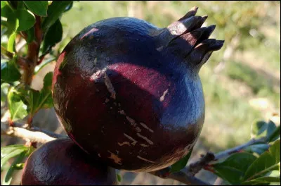 Quel est le nom de ce fruit à peau noire très fine qui contient des grains rouges acidulés et sucrés, il possède des propriétés médicinales ?