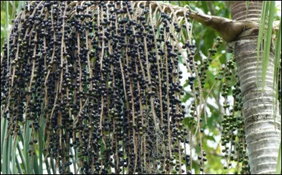 Quel est le nom de ces baies noires qui poussent en grappes sur le palmier éponyme, fruits fragiles à chair pulpeuse, un aliment aux mille vertus qui inonde le marché du bien-être et du complément alimentaire ?