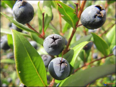 Quel est le nom de cette baie noire des maquis méditerranéens que l'on utilise pour faire des confitures, des gelées, des vins ,des apéritifs et des liqueurs ?