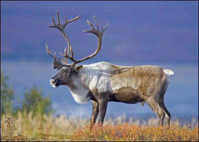 Le mâle et la femelle portent tous les deux des bois. Quel est ce cervidé du Canada, parfois appelé renne en Europe ?
