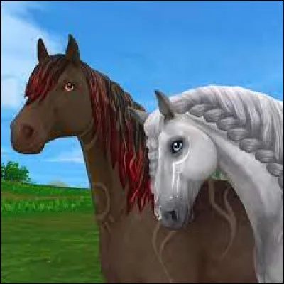 Quel est le nom de ces chevaux et de leurs races ?